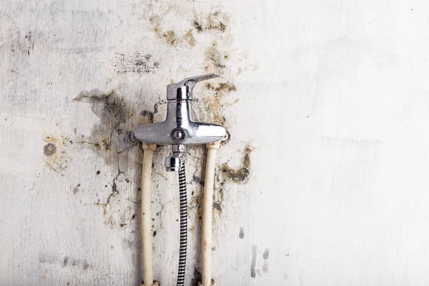 Best Office Mold Removal Services  in Port Washington, WI