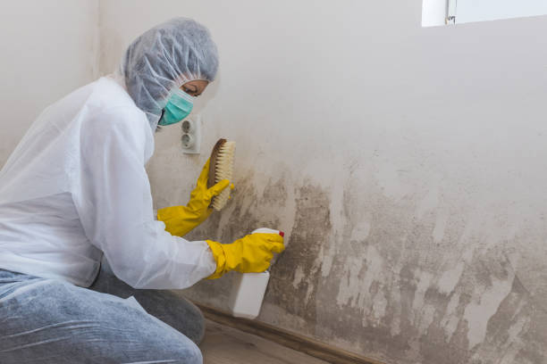 Best Mold Damage Repair  in Port Washington, WI