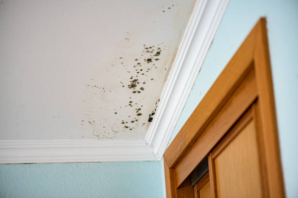 Certified Mold Removal in Port Washington, WI