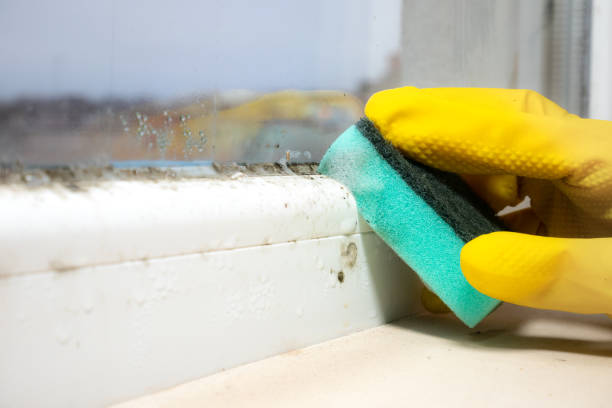 Best Office Mold Removal Services  in Port Washington, WI
