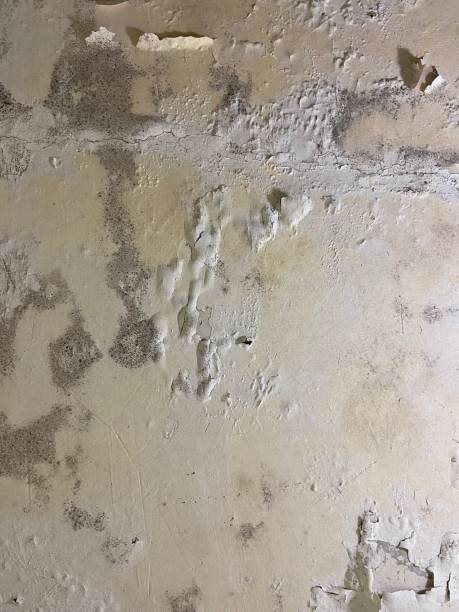 Best Home Mold Removal  in Port Washington, WI