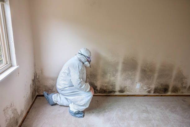 Professional Mold Removal in Port Washington, WI