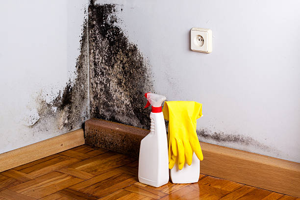 Best Mold Remediation  in Port Washington, WI