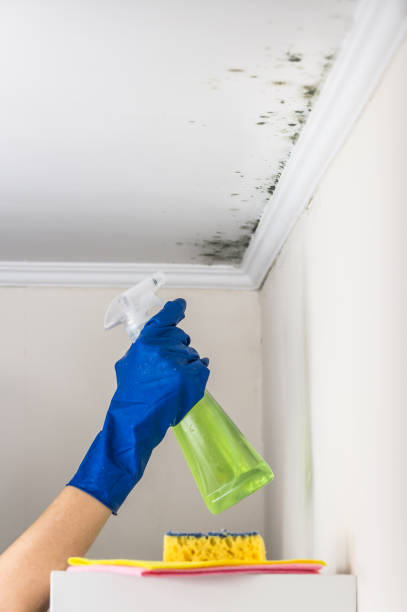Best Emergency Mold Removal  in Port Washington, WI