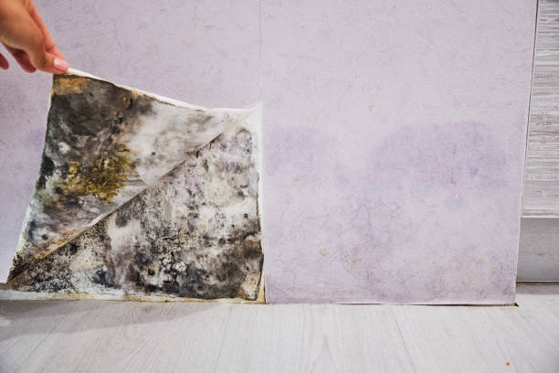 Best Residential Mold Removal  in Port Washington, WI